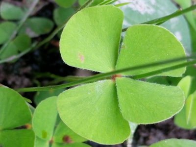 Marsilea macropoda, photographed by Alison Northup