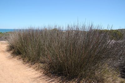 Thamnochortus spicigerus, photographed by Tony Rebelo