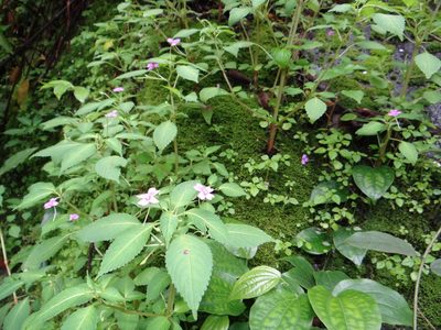 Impatiens dasysperma, photographed by Ansil B.R.
