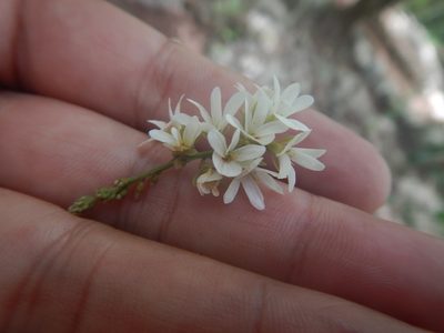 Petiveria alliacea, photographed by Cenoteando
