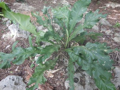 Anthurium schlechtendalii, photographed by Cenoteando