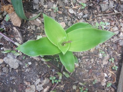 Callisia fragrans, photographed by Cenoteando