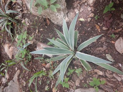 Agave angustifolia, photographed by Cenoteando