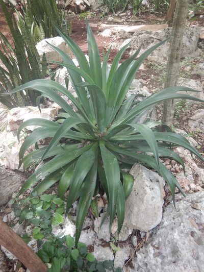 Agave horrida, photographed by Cenoteando