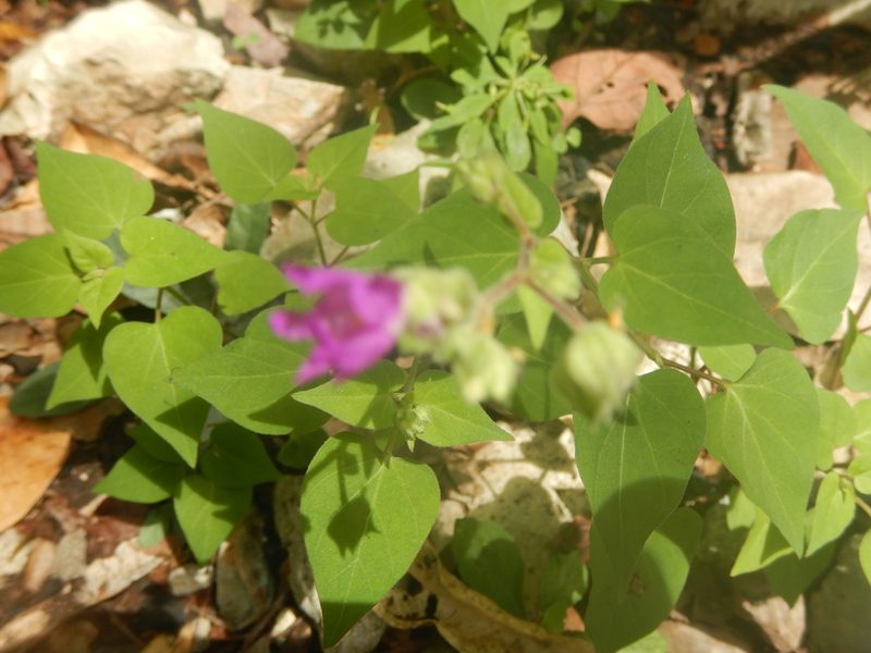 Mirabilis violacea, photographed by Cenoteando