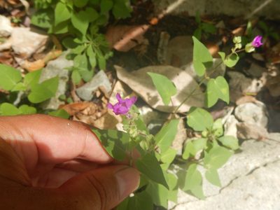 Mirabilis violacea, photographed by Cenoteando