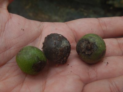 Brosimum alicastrum, photographed by Cenoteando