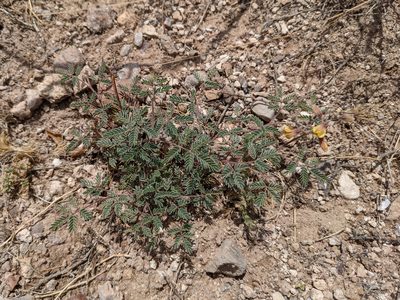 Pomaria jamesii, photographed by Dominic Gentilcore