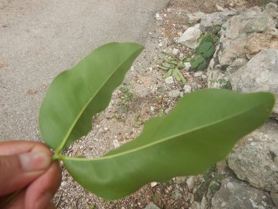 Byrsonima crassifolia, photographed by Cenoteando