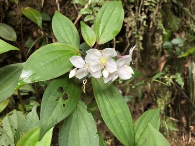 Bredia oldhamii, photographed by Cheng-Tao Lin