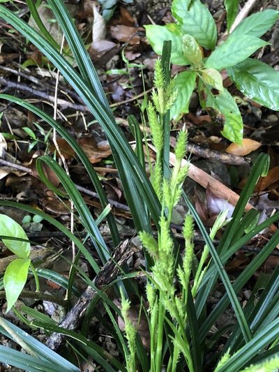 Carex sociata, photographed by Cheng-Tao Lin
