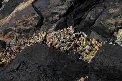 Cheiridopsis rostrata, photographed by Tony Rebelo