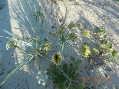 Astrodaucus littoralis, photographed by Galyna Mykytynets