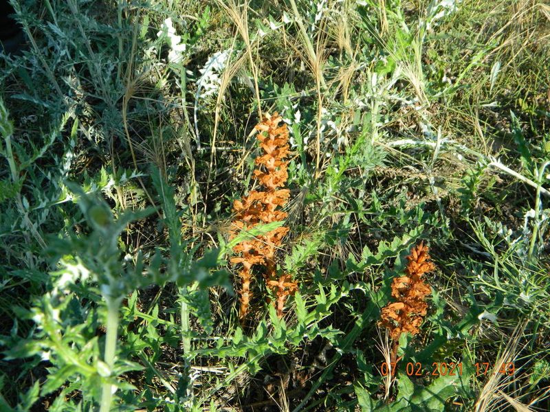 Orobanche centaurina, photographed by Galyna Mykytynets