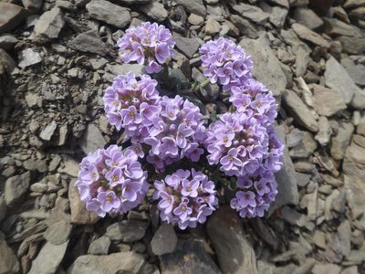 Noccaea rotundifolia, photographed by Ben Costamagna