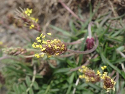 Plantago alpina, photographed by Ben Costamagna