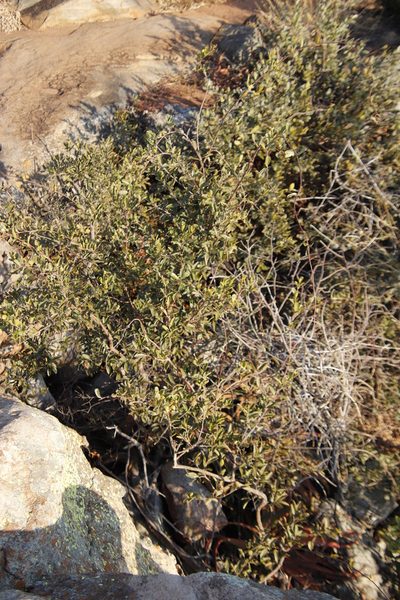 Combretum moggii, photographed by Tony Rebelo