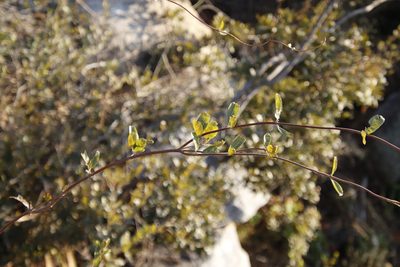Combretum moggii, photographed by Tony Rebelo
