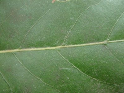 Laurus novocanariensis, photographed by Daniel Cahen