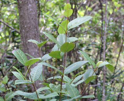 Viburnum nudum, photographed by Lauren McLaurin