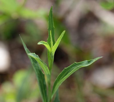 Arnoglossum ovatum, photographed by Lauren McLaurin