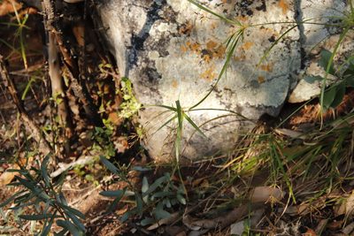 Cyperus leptocladus, photographed by Tony Rebelo