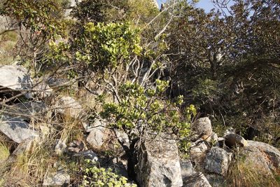Acokanthera rotundata, photographed by Tony Rebelo