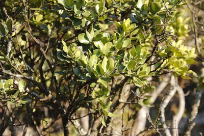 Acokanthera rotundata, photographed by Tony Rebelo