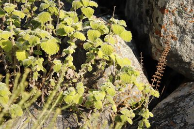 Coleus hadiensis, photographed by Tony Rebelo