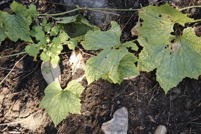Peponium caledonicum, photographed by Tony Rebelo