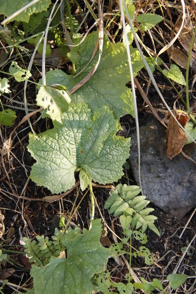 Peponium caledonicum, photographed by Tony Rebelo