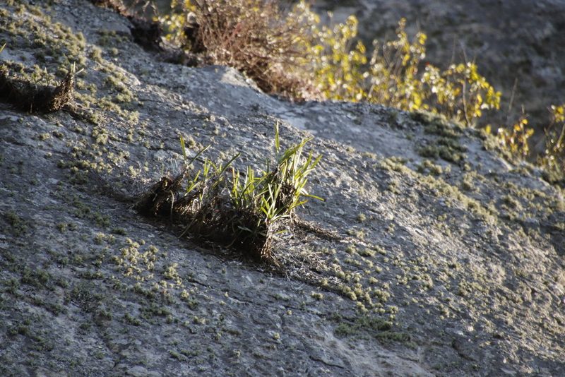 Ypsilopus tricuspis, photographed by Tony Rebelo