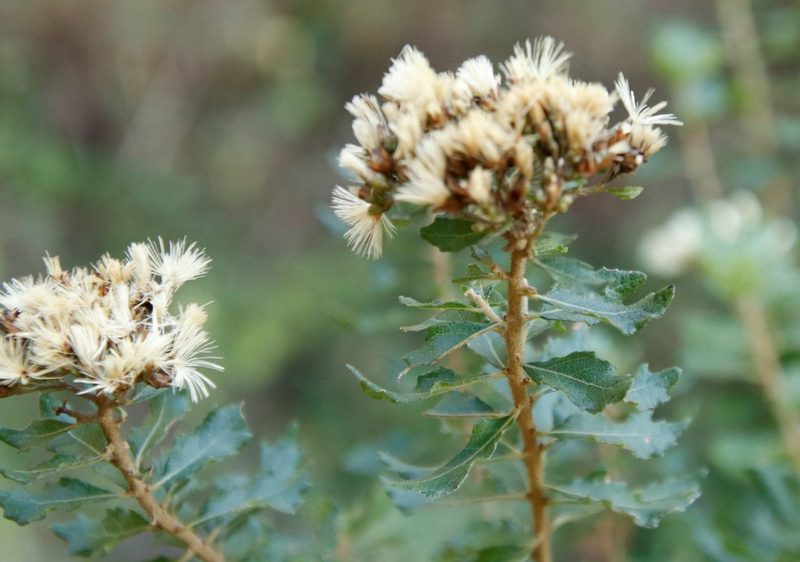 Gymnanthemum triflorum, photographed by Tony Rebelo