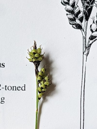 Carex stevenii, photographed by Alaina Krakowiak