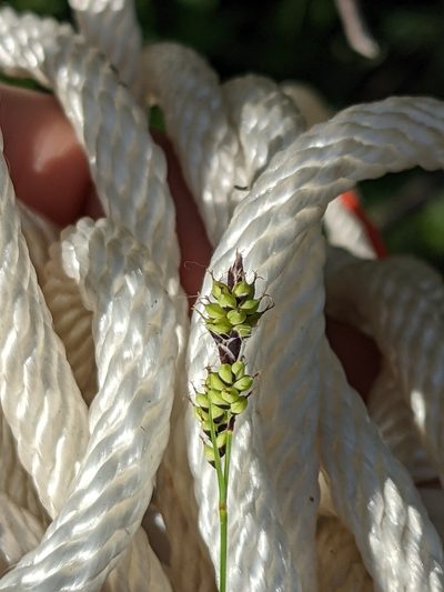 Carex stevenii, photographed by Alaina Krakowiak