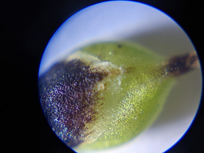 Carex stevenii, photographed by Alaina Krakowiak