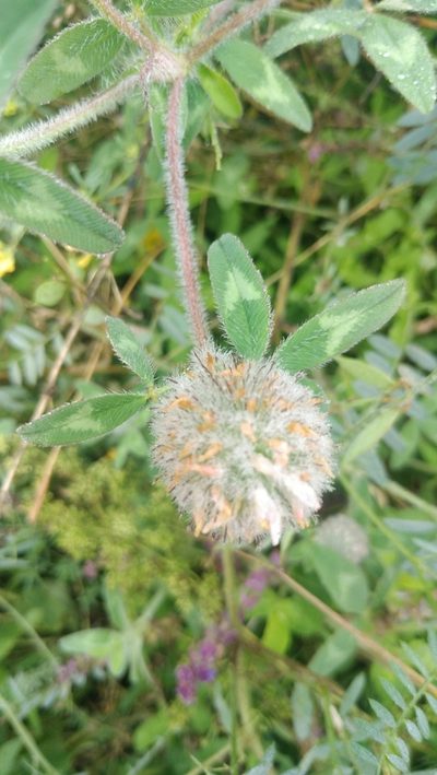 Trifolium diffusum, photographed by Влад