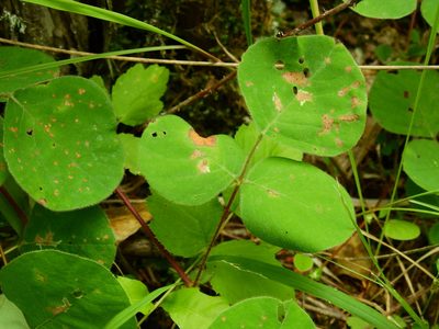 Desmodium rotundifolium, photographed by Yann Kemper