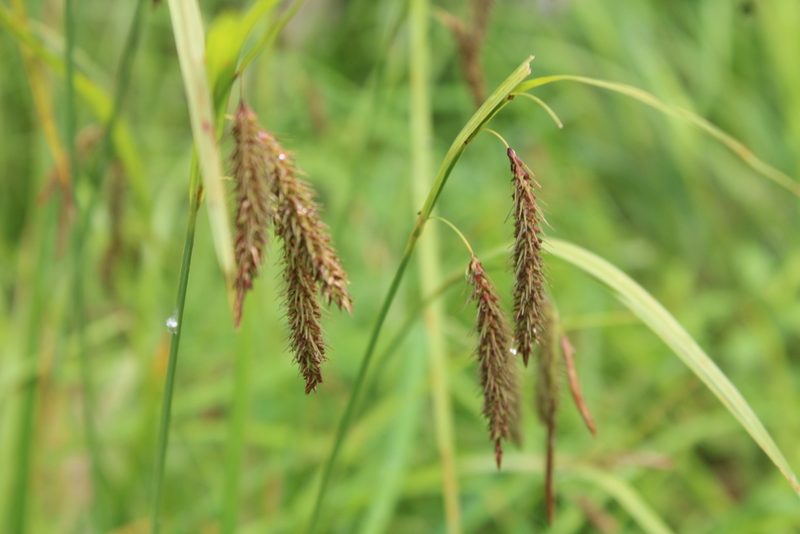 Carex fumosimontana, photographed by Kaden Slone