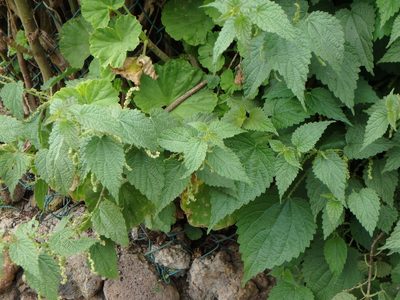 Urtica morifolia, photographed by Daniel Cahen