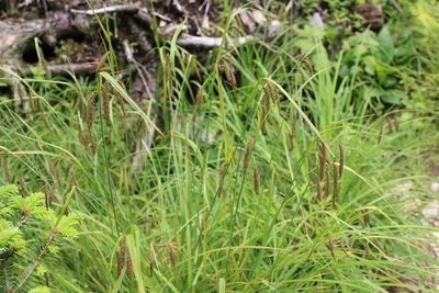 Carex fumosimontana, photographed by Kaden Slone