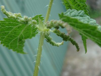 Urtica morifolia, photographed by Daniel Cahen