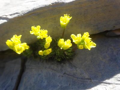 Draba aizoides, photographed by Ben Costamagna