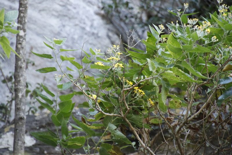 Anisopappus junodii, photographed by Tony Rebelo