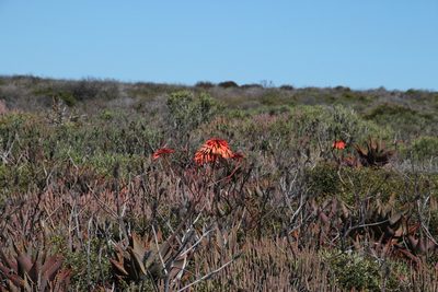 Aloe distans, photographed by Tony Rebelo