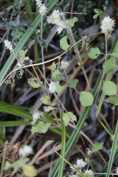 Cyathula cylindrica, photographed by Tony Rebelo
