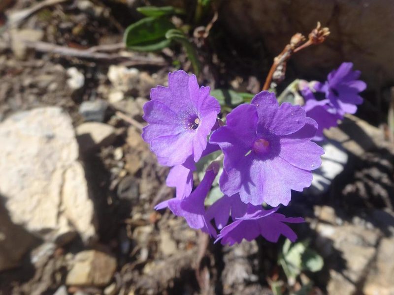 Primula marginata, photographed by Ben Costamagna