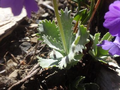 Primula marginata, photographed by Ben Costamagna