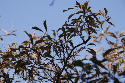 Heteropyxis natalensis, photographed by Tony Rebelo