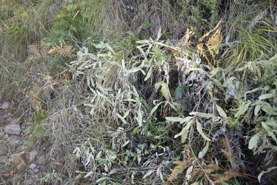 Helichrysum acutatum, photographed by Tony Rebelo